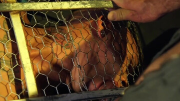 Caged male slave lets master feast with his erect cock