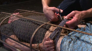 Muscular man is tied up and caged by a sadistic pervert