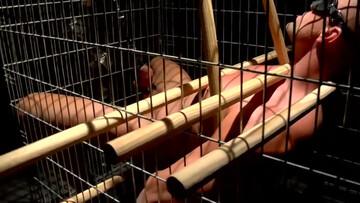 Caged male with his dick clamped waits for the master to come and release him